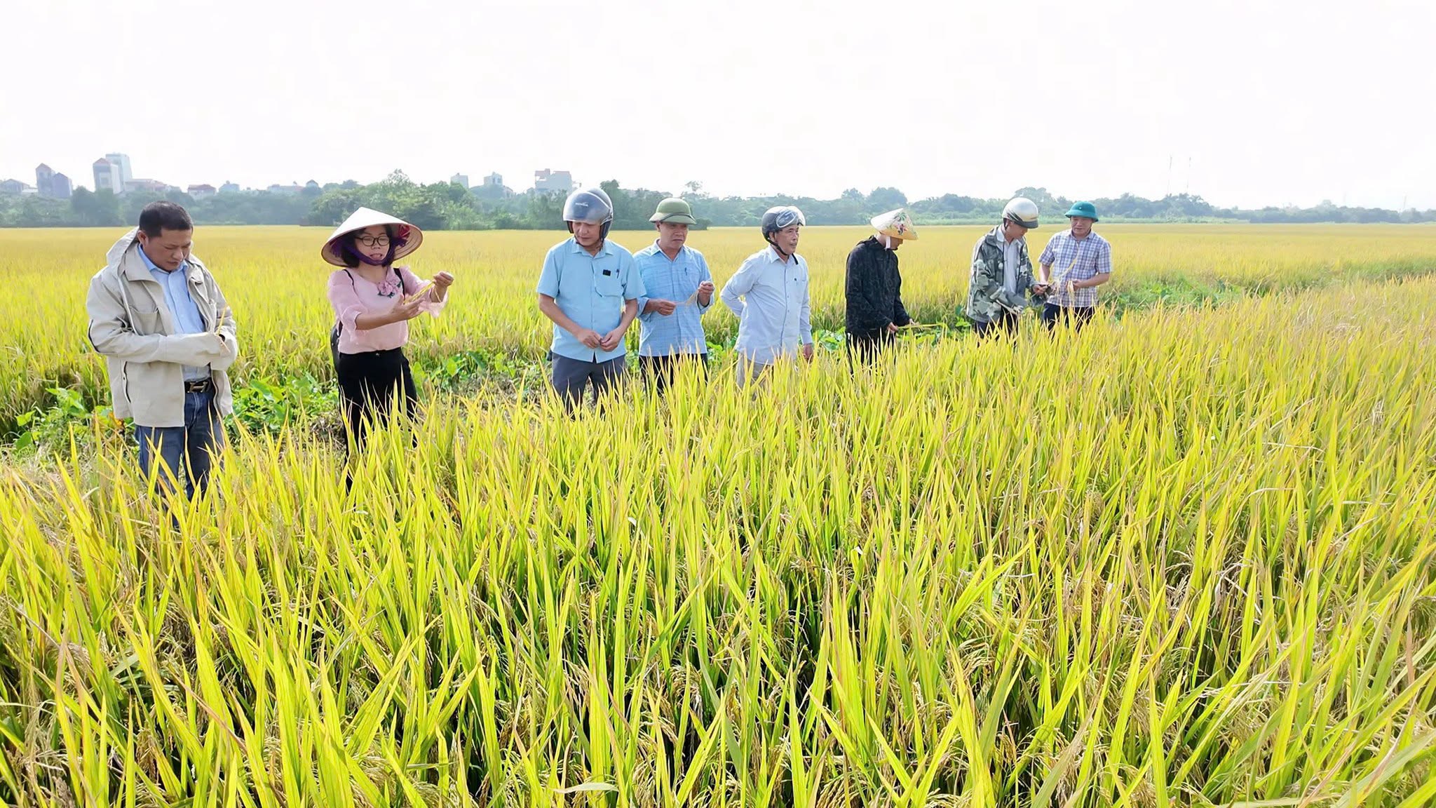 Các cán bộ chuyên môn và lãnh đạo HTX trực tiếp lội ruộng, ngắt ngẫu nhiên các bông lúa để kiểm tra tỷ lệ hạt lép và hạt chắc.