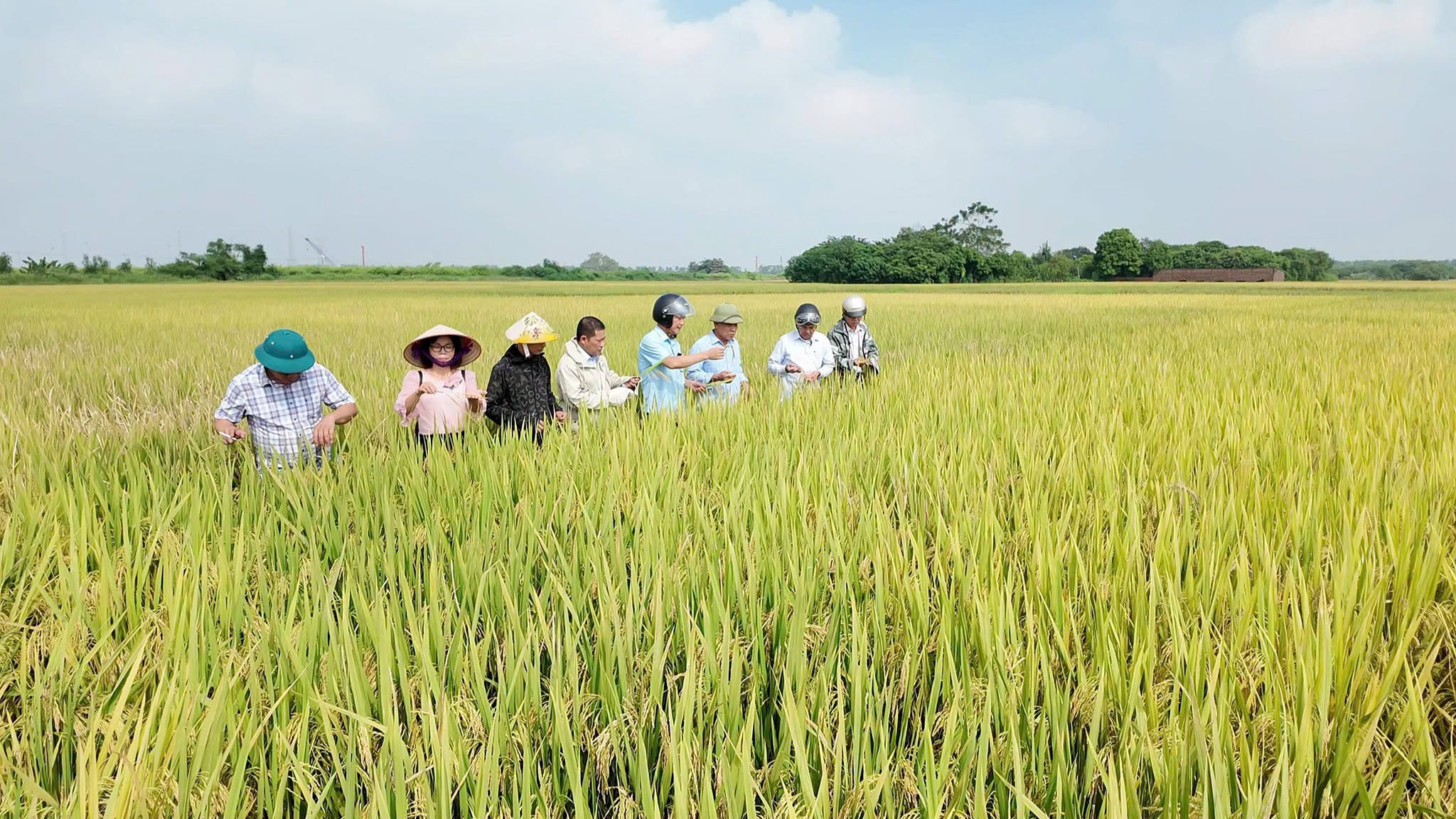 Cán bộ kỹ thuật vò lúa trên tay để đánh giá trực tiếp độ mẩy và chất lượng hạt.