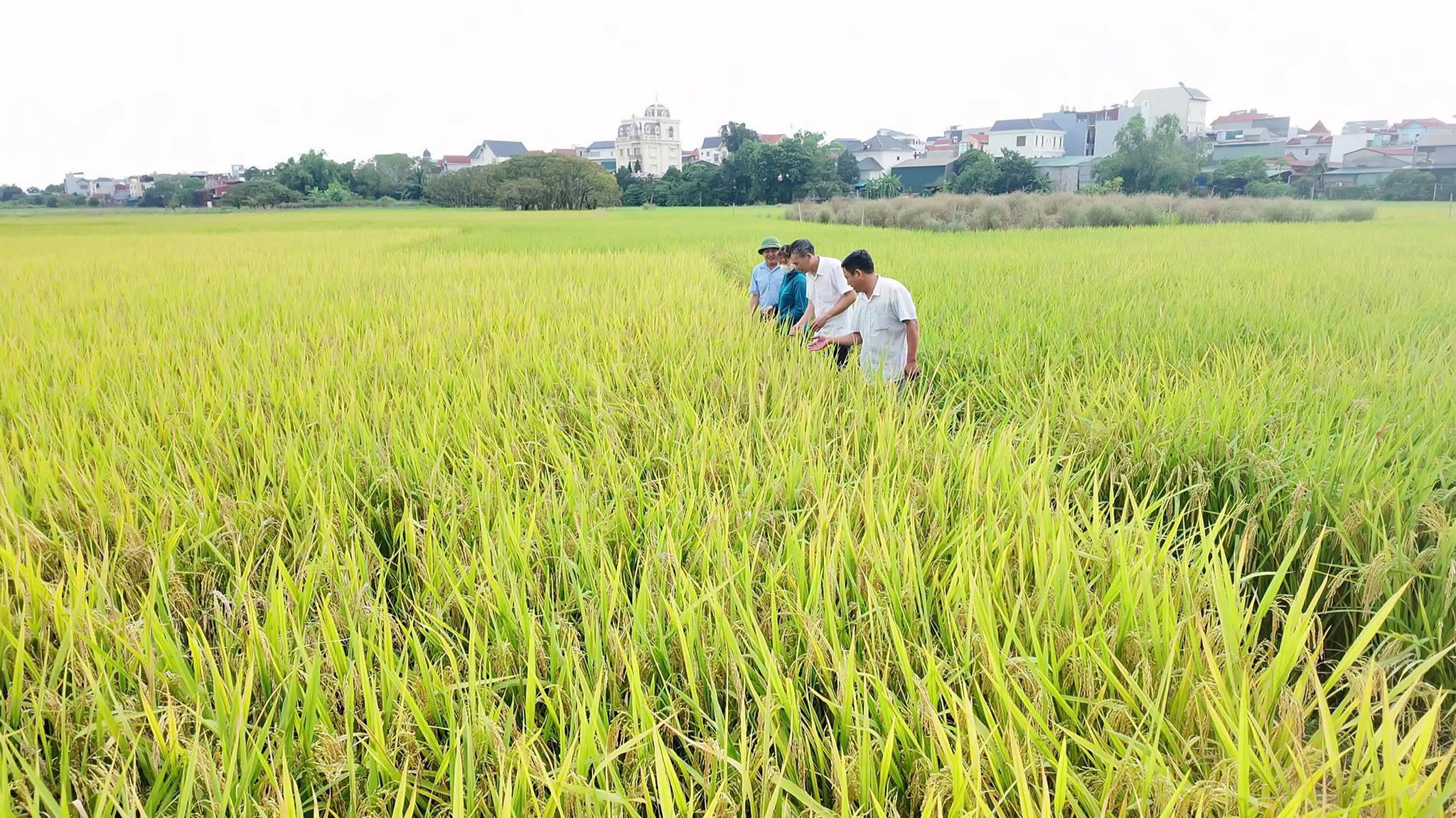 Sự phối hợp nhịp nhàng giữa chính quyền, HTX và người nông dân là chìa khóa mang lại thành công cho vụ mùa.