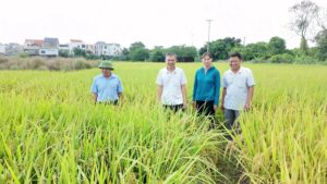 Cánh đồng lúa vụ Mùa tại An Khánh đã ngả màu vàng óng, hứa hẹn một vụ mùa bội thu.