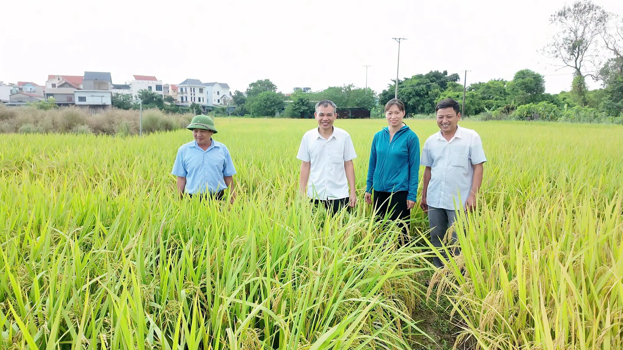 Cánh đồng lúa vụ Mùa tại An Khánh đã ngả màu vàng óng, hứa hẹn một vụ mùa bội thu.